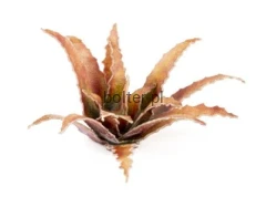 red-aloe_900x900.jpg