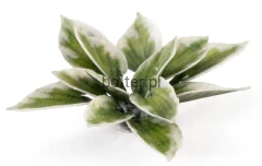 plantain-lily_1600x900.jpg