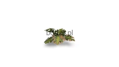 gamers-grass-laser-plants-monstera-zawartosc-4.jpg
