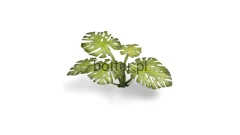 gamers-grass-laser-plants-monstera-zawartosc-2.jpg