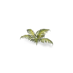 gamers-grass-laser-plants-bracken-paproć-zawartosc-2.jpg