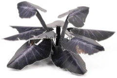 black-magic-taro_1600x900.jpg