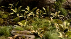 diorama_deer-fern_2_1600x900.jpg