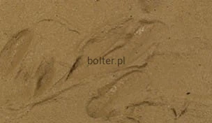 Brown Earth (Art. 26219).jpg